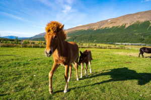 two icelandic foals out on the field
