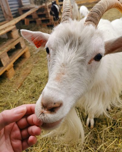 Pet our goats at Daladýrð