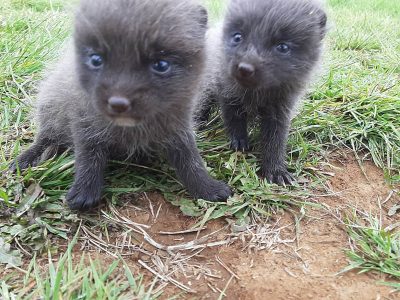 Two very young actic foxes