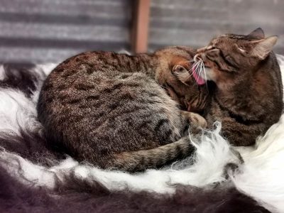 two cats grooming each other