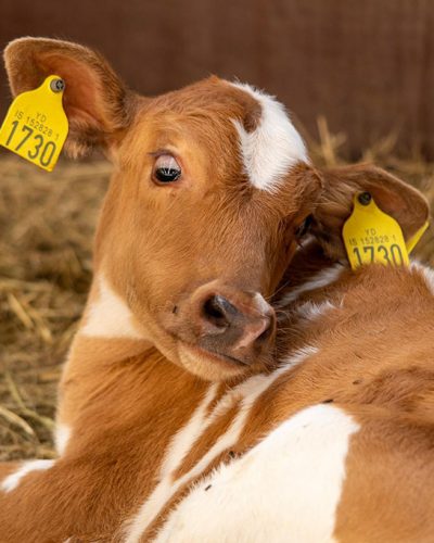 cow cow