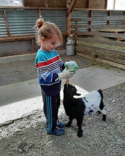 Little girl feeding lamb