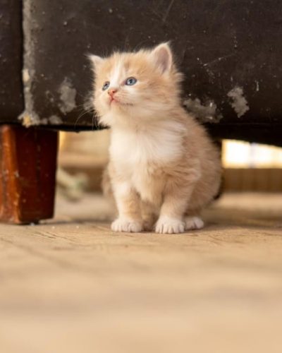 fluffy-kitten-800