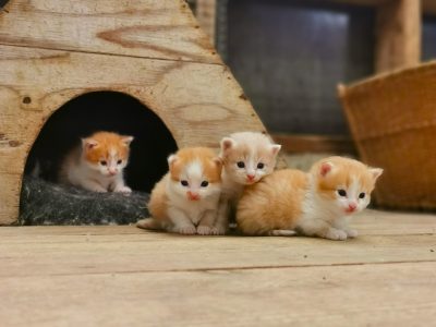 four red, cute kittens