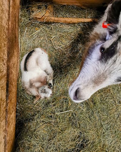 mosi-goat three-colured goats in Iceland